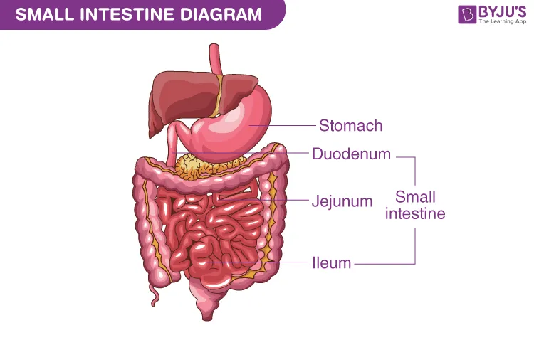 Small intestine